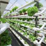 Hydroponic cultivation