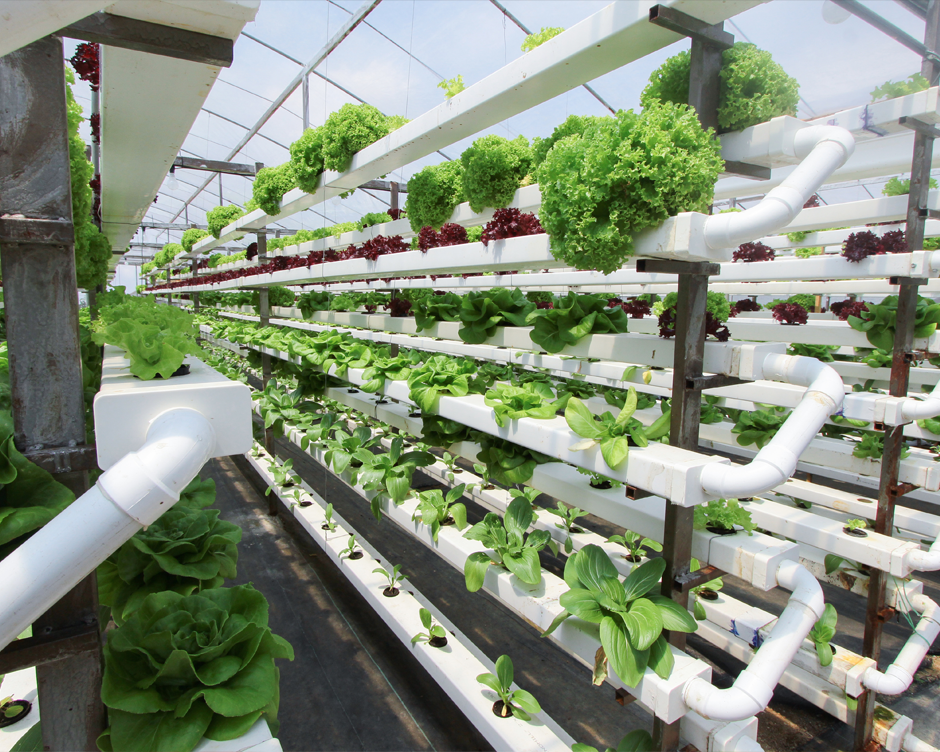 Hydroponic cultivation